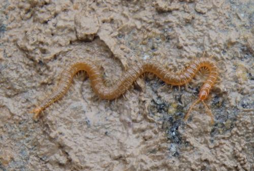 Hydroschendyla submarina
